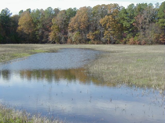 Pond Area